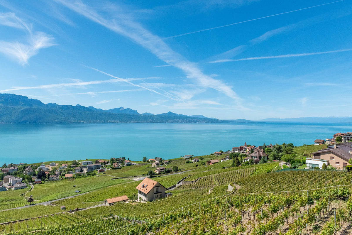 Weinberge der Lavaux am Genfersee