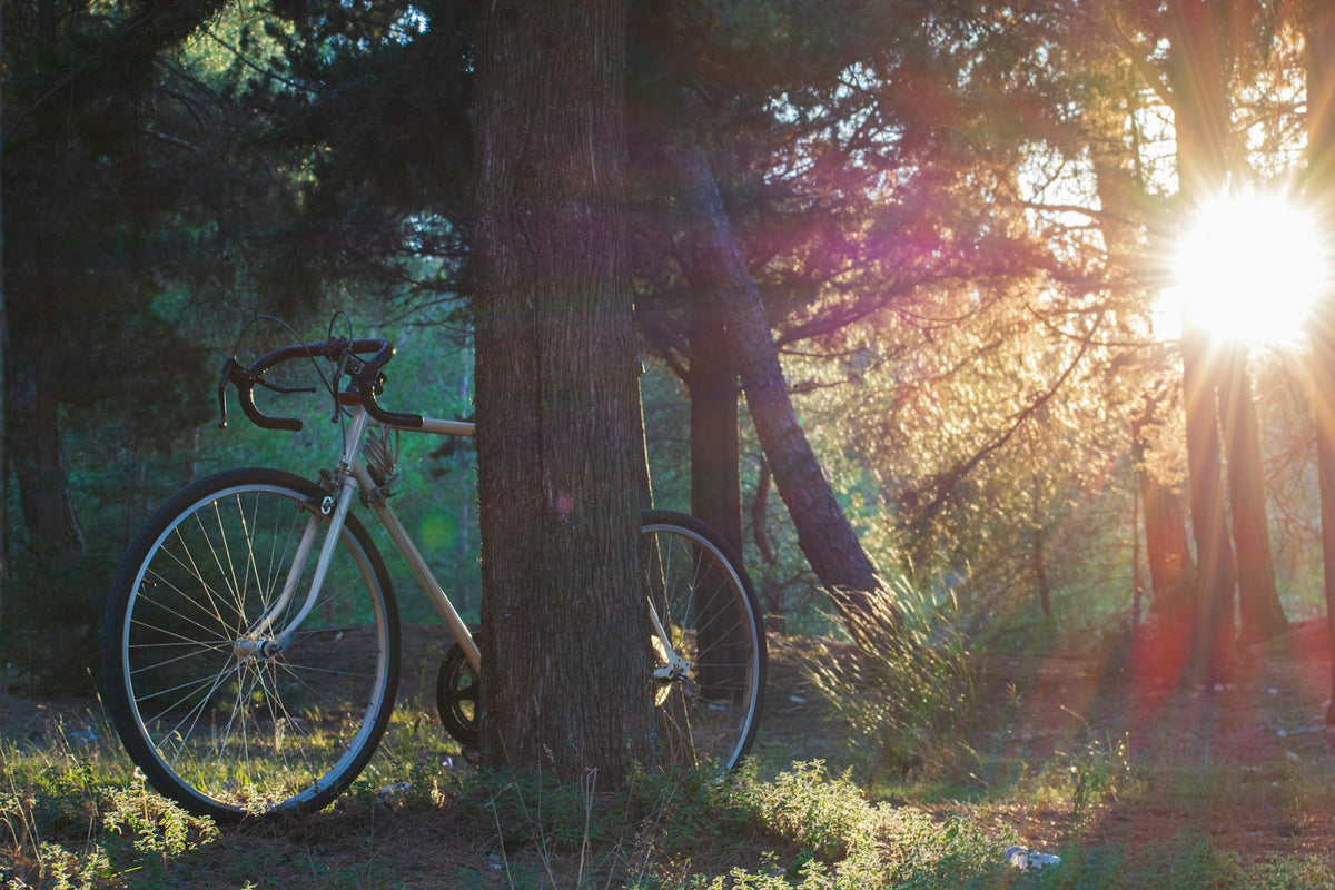 Fahrrad im Schatten eines Baumes geparkt